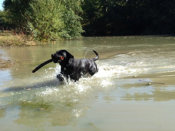 Labrador INKY aus San Anton sucht ... 19785354si