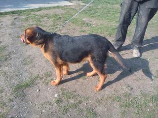 Elmo, Schäferhundmischlingsrüde, ca. 1 Jahr 19786337st