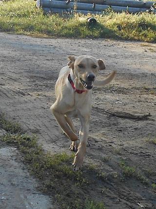 Rosie, Viszlamischlingshündin, ca. 1 Jahr 19824211jr