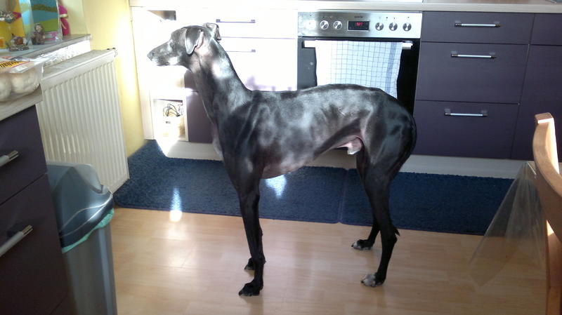 Galgo GALINDEZ aus San Anton sucht ... - Seite 2 19828832qn