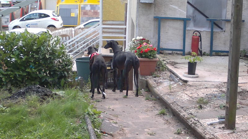 Galgo GALINDEZ aus San Anton sucht ... - Seite 2 19828916zy