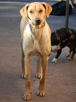 Rosie, Viszlamischlingshündin, ca. 1 Jahr 19878193uj