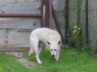 Angel lebte glücklich in Österreich RIP hübsche Maus 19999614yc