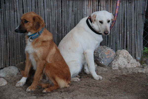 Colliemischlings Coletta in San Anton sucht 2001013