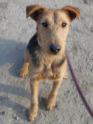 Dylan, Terriermischlingsrüde, ca. 2 Jahre 20013571iw