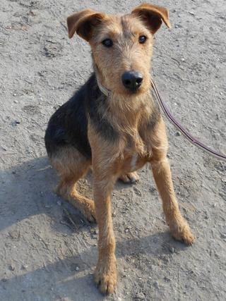 Dylan, Terriermischlingsrüde, ca. 2 Jahre 20013572pq