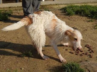 Fanny, Foxterriermischlingshündin, ca. 11 Monate 20024910sa