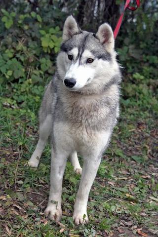 Hera, Huskymischlingshündin, ca. 1 Jahr 20042488px