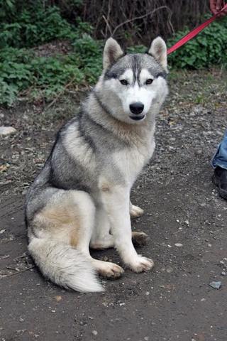 Hera, Huskymischlingshündin, ca. 1 Jahr 20042489bp