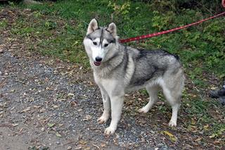 Hera, Huskymischlingshündin, ca. 1 Jahr 20042490ae