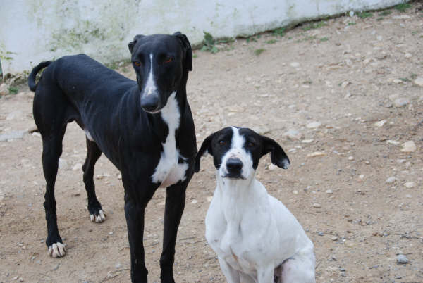 Galgo Valentin in San Anton sucht...-Galgo Hilfe e.V.- 2005292