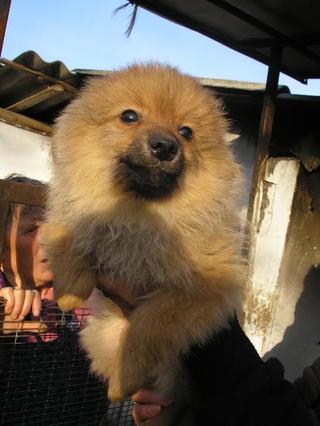  Cindy (Süti) und Fredi (Otto) haben ein neues Zuhause gefunden 20109932bz