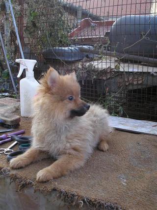  Cindy (Süti) und Fredi (Otto) haben ein neues Zuhause gefunden 20109933vn