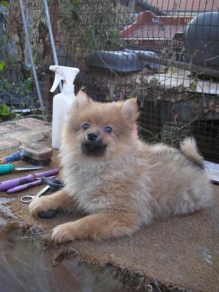  Cindy (Süti) und Fredi (Otto) haben ein neues Zuhause gefunden 20109934fx