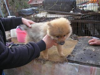  Cindy (Süti) und Fredi (Otto) haben ein neues Zuhause gefunden 20109935lh