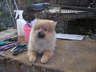  Cindy (Süti) und Fredi (Otto) haben ein neues Zuhause gefunden 20109937as