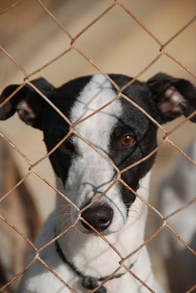 Galgo-Ratonero Mischling Único in San Anton sucht 2017320