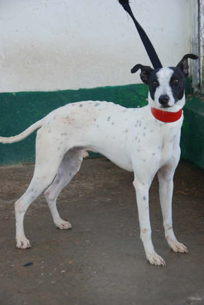 Galgo-Ratonero Mischling Único in San Anton sucht 2017321