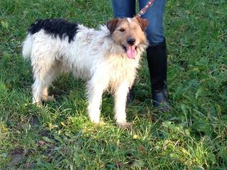 Frenki, Foxterriermischlingsrüde, geb. ca. März 2011 20466739qr