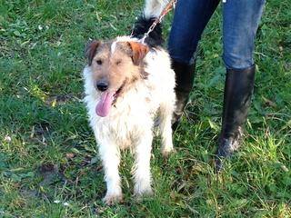 Frenki, Foxterriermischlingsrüde, geb. ca. März 2011 20466740na