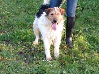 Frenki, Foxterriermischlingsrüde, geb. ca. März 2011 20466741lr