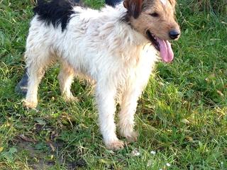 Frenki, Foxterriermischlingsrüde, geb. ca. März 2011 20466742pc