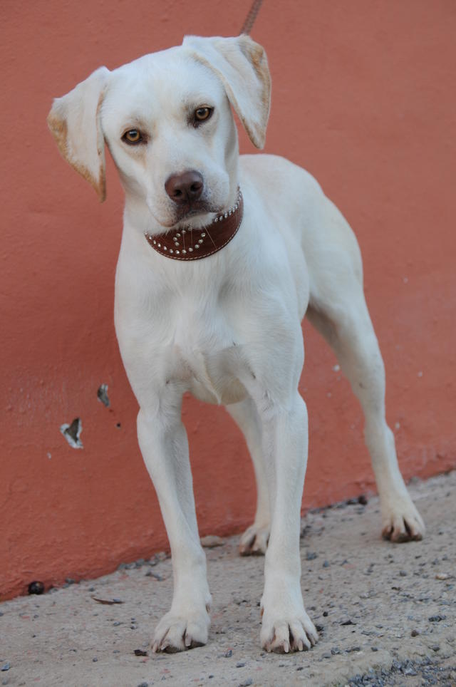 Labrador-Mischling AMBOR aus San Anton sucht ... 20468736po