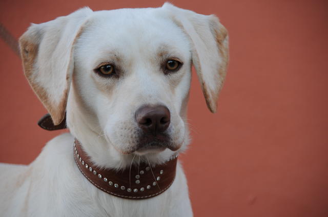 Labrador-Mischling AMBOR aus San Anton sucht ... 20468737fg