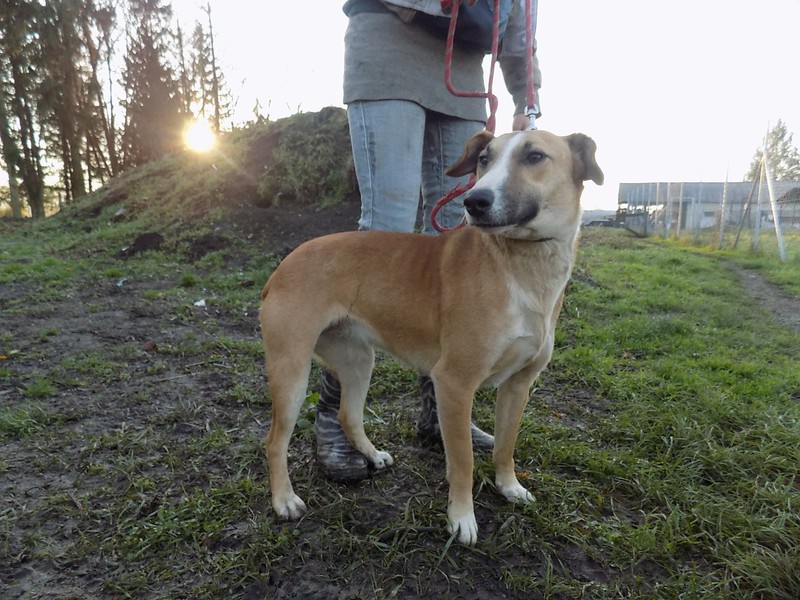 Panna - eine Bullterriermix-Hündin seit dem Welpenalter an im Tierheim... 20476572qr