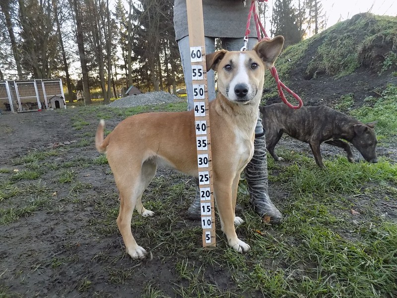 Panna - eine Bullterriermix-Hündin seit dem Welpenalter an im Tierheim... 20476573md