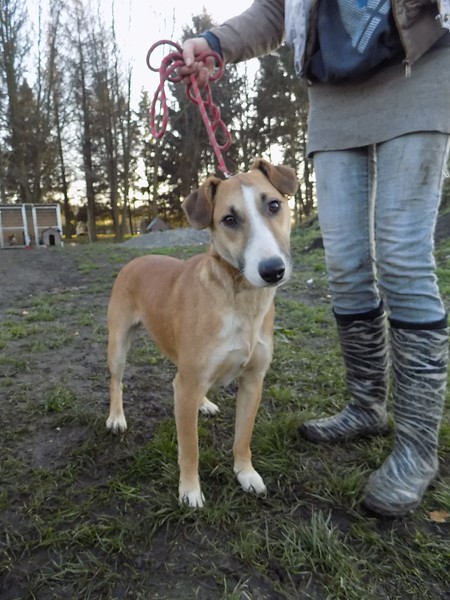 Panna - eine Bullterriermix-Hündin seit dem Welpenalter an im Tierheim... 20476576dn