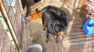 Maya und Lucy, Rottweilerhündinnen, 2 Jahre 20571020zq