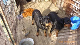 Maya und Lucy, Rottweilerhündinnen, 2 Jahre 20571023oy