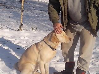 NOTFALL - Oszkar, Labrador-Retriever-Rüde, ca. 6 Jahre 20589465bm