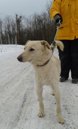 Liza, Labradormischlingshündin, ca. 2 Jahre 20717385zg