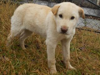 Scoobie, Shar-Pei-Mischlingsrüde, ca. 5 Monate 20749139jr