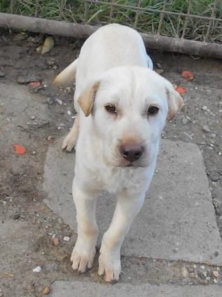 Sean, Shar-Pei-Mischlingsrüde, ca. 7 Monate 20749175po