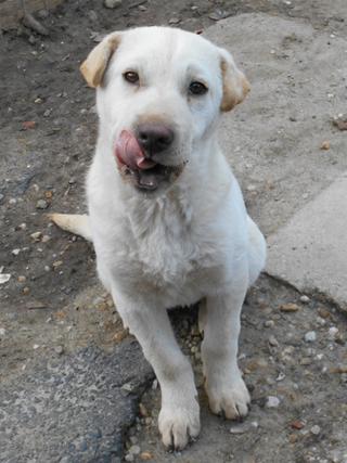 Sean, Shar-Pei-Mischlingsrüde, ca. 7 Monate 20749177dv