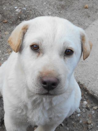 Sean, Shar-Pei-Mischlingsrüde, ca. 7 Monate 20749179pt