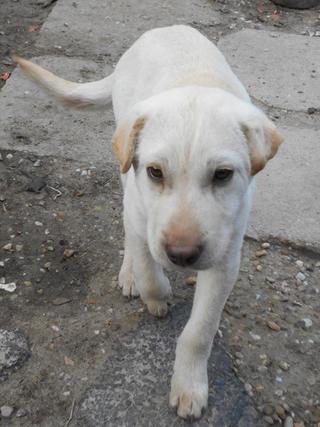 Sean, Shar-Pei-Mischlingsrüde, ca. 7 Monate 20749181av