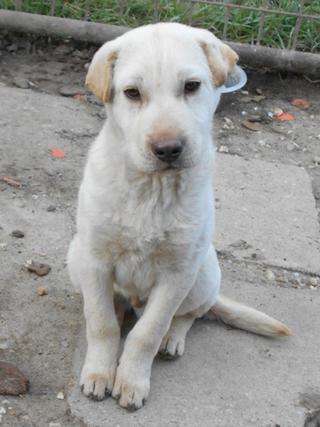 Sean, Shar-Pei-Mischlingsrüde, ca. 7 Monate 20749183fi