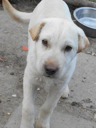 Sean, Shar-Pei-Mischlingsrüde, ca. 7 Monate 20749190qh