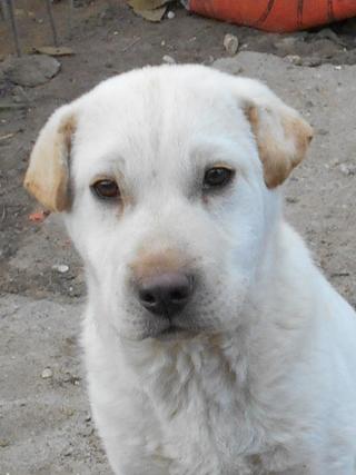 Sean, Shar-Pei-Mischlingsrüde, ca. 7 Monate 20749191px