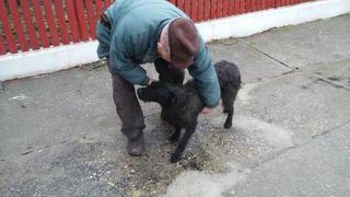 Bogi, Schnauzermischlingshündin, ca. 1 Jahr 20876439tc