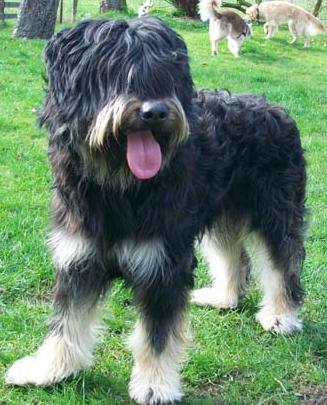 Boomer, geb. 2007 sucht Familie RESERVIERT! 2087757