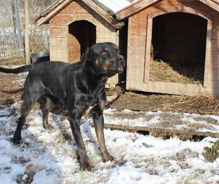 Malna lebt glücklich in Österreich 20967126ml