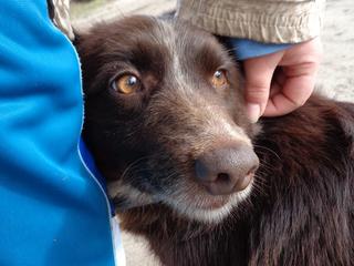 Shiva, Border-Collie-Mischlingshündin, ca. 2 Jahre 20975895ue