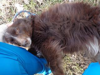 Shiva, Border-Collie-Mischlingshündin, ca. 2 Jahre 20975901jd