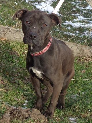 Kim, Stafford-Bullterrier-Mischlingshündin, ca. 1 Jahr 20976033yu