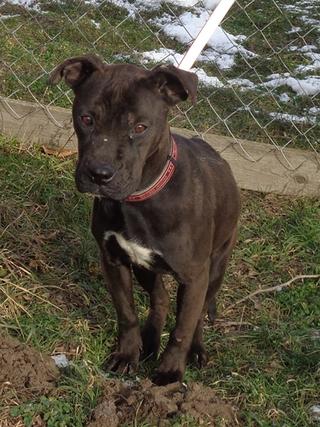 Kim, Stafford-Bullterrier-Mischlingshündin, ca. 1 Jahr 20976035fv